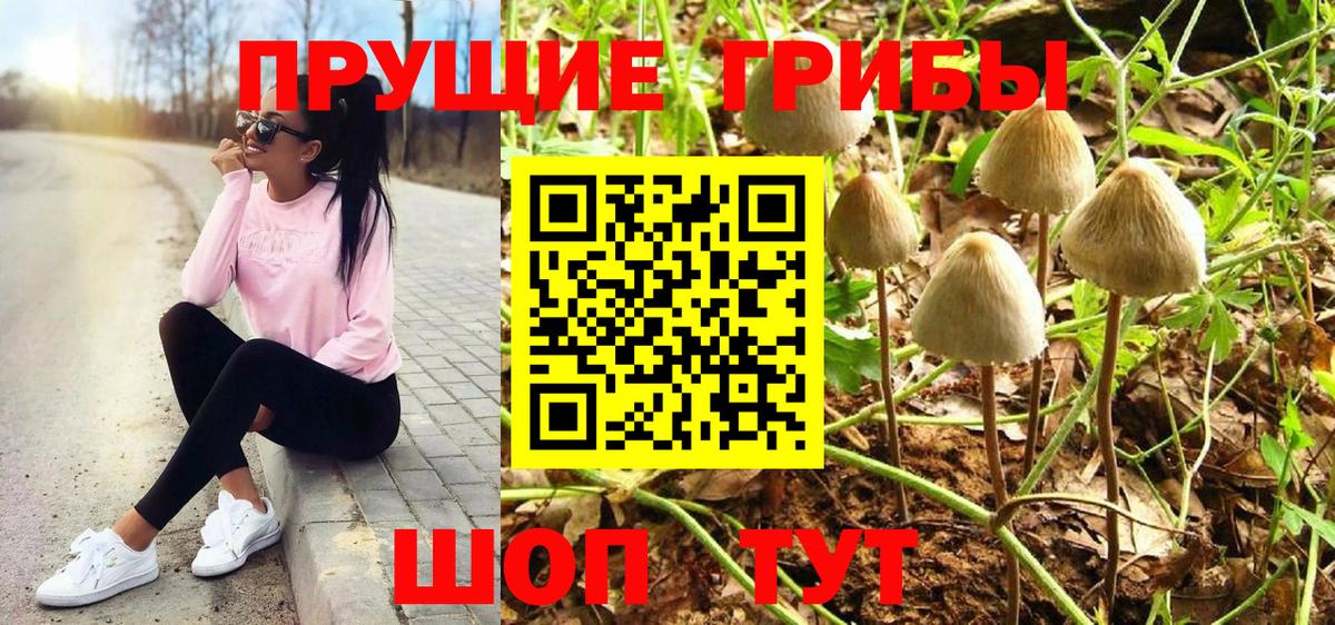 Псилоцибиновые грибы Cubensis Ставрополь